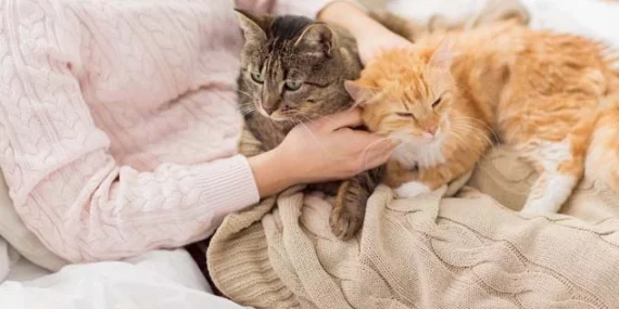 Evcil Hayvan Sahiplenmenin Sorumluluk Boyutu